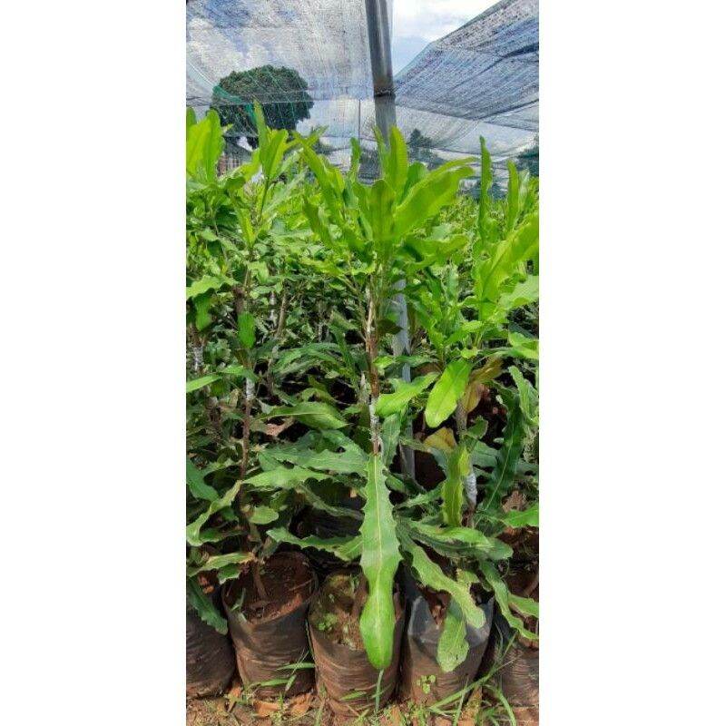 Cây giống mắc ca ghép .