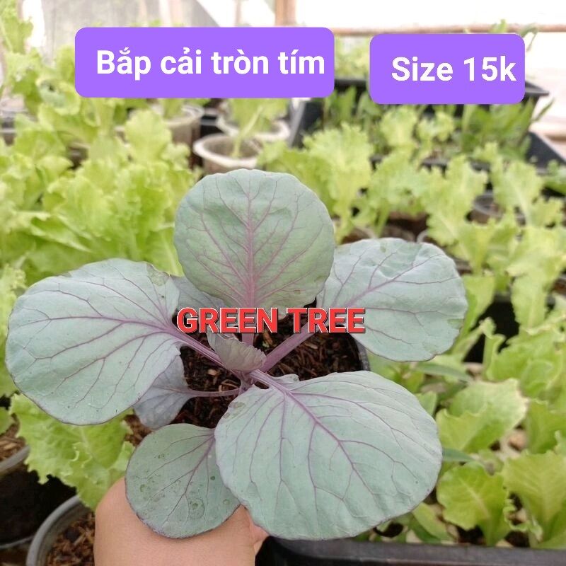Cây giống bắp cải tròn tím Mỹ