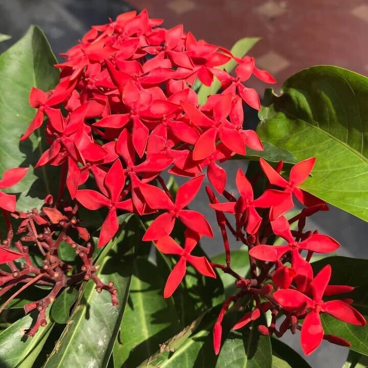 (1 chậu) cây bông trang mỹ đỏ nhung (hoa mẫu đơn)