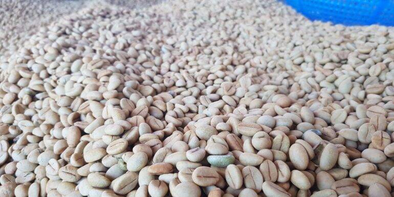 1kg hạt giống cà phê XANH LÙN (hạt tuyển bảo hành)