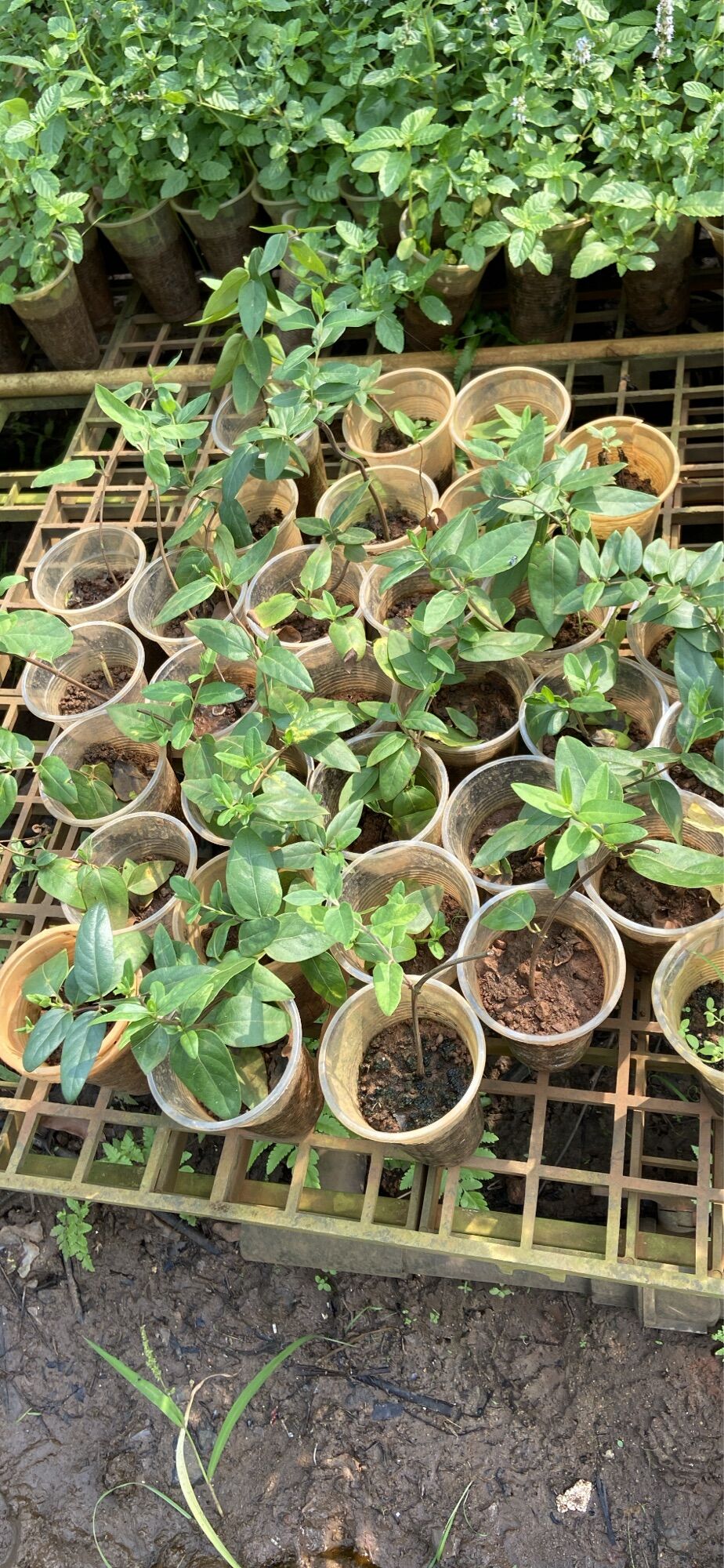 Cây giống kim ngân hoa
