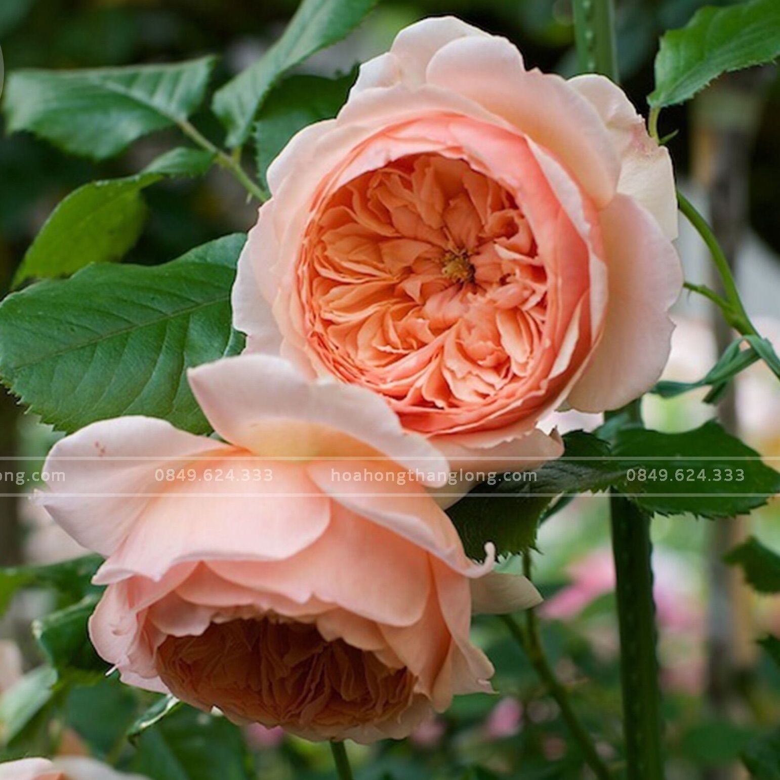 Hoa hồng Masora Rose - hồng leo, hoa thơm