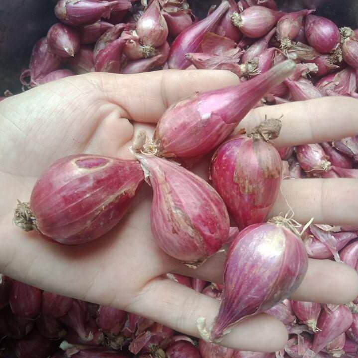 Hành tím Phan Rang trung cồ 1kg