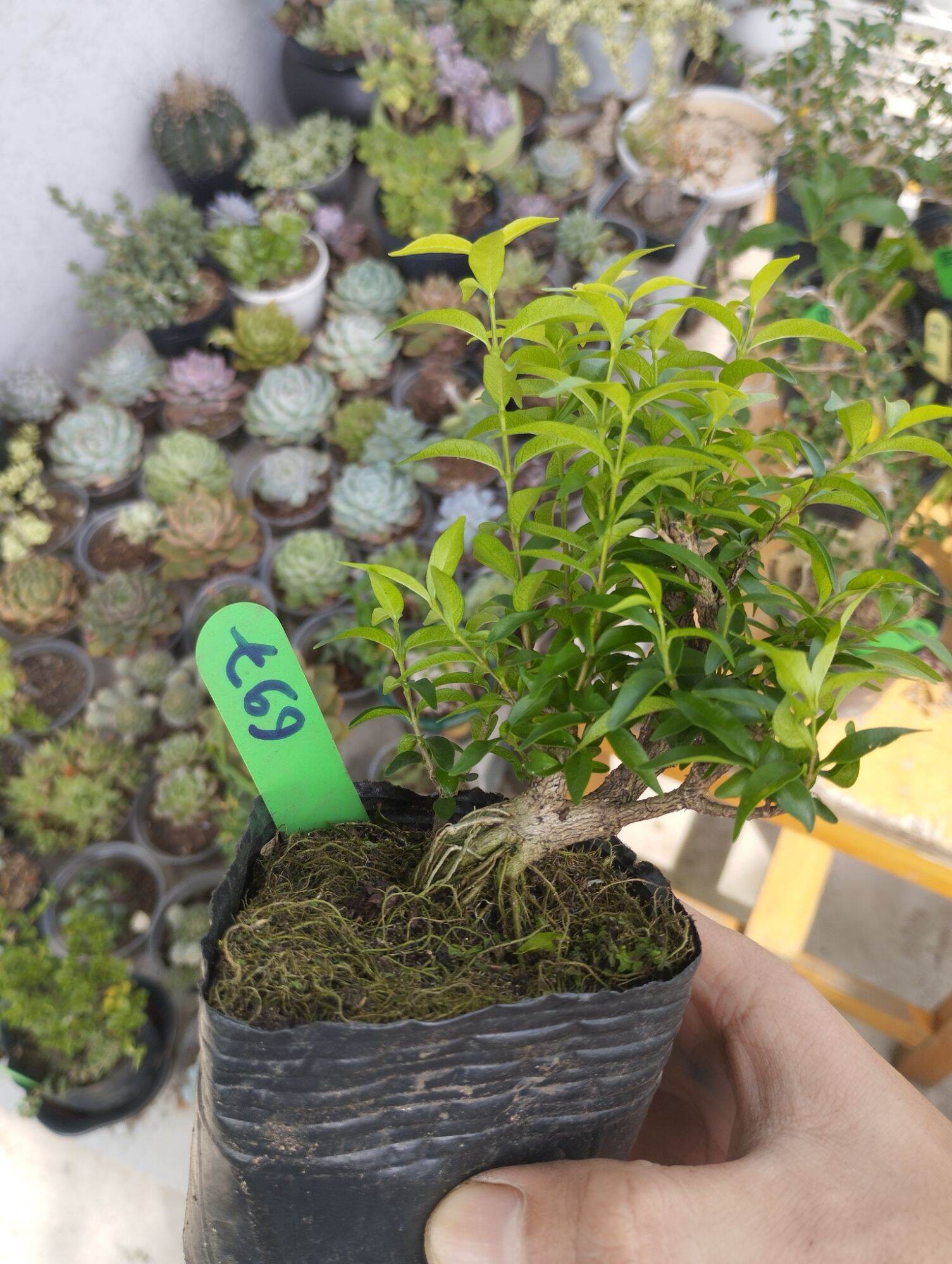 Mini Bonsai Water Matting Plant