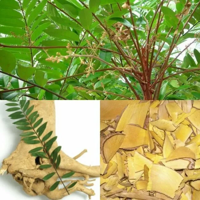 Rễ cây mật nhân khô 1kg