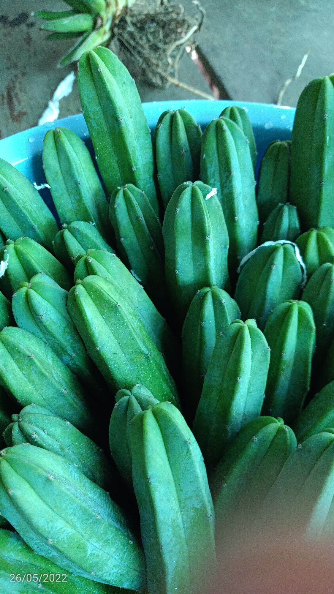 xương rồng trụ 10-15cm