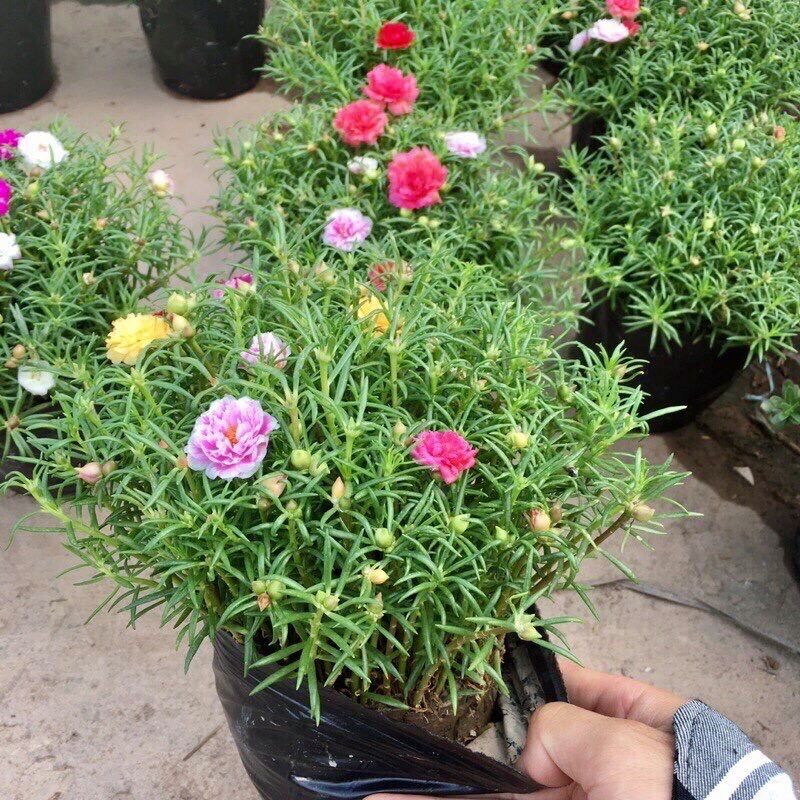 Chậu hoa 10 giờ nhiều màu