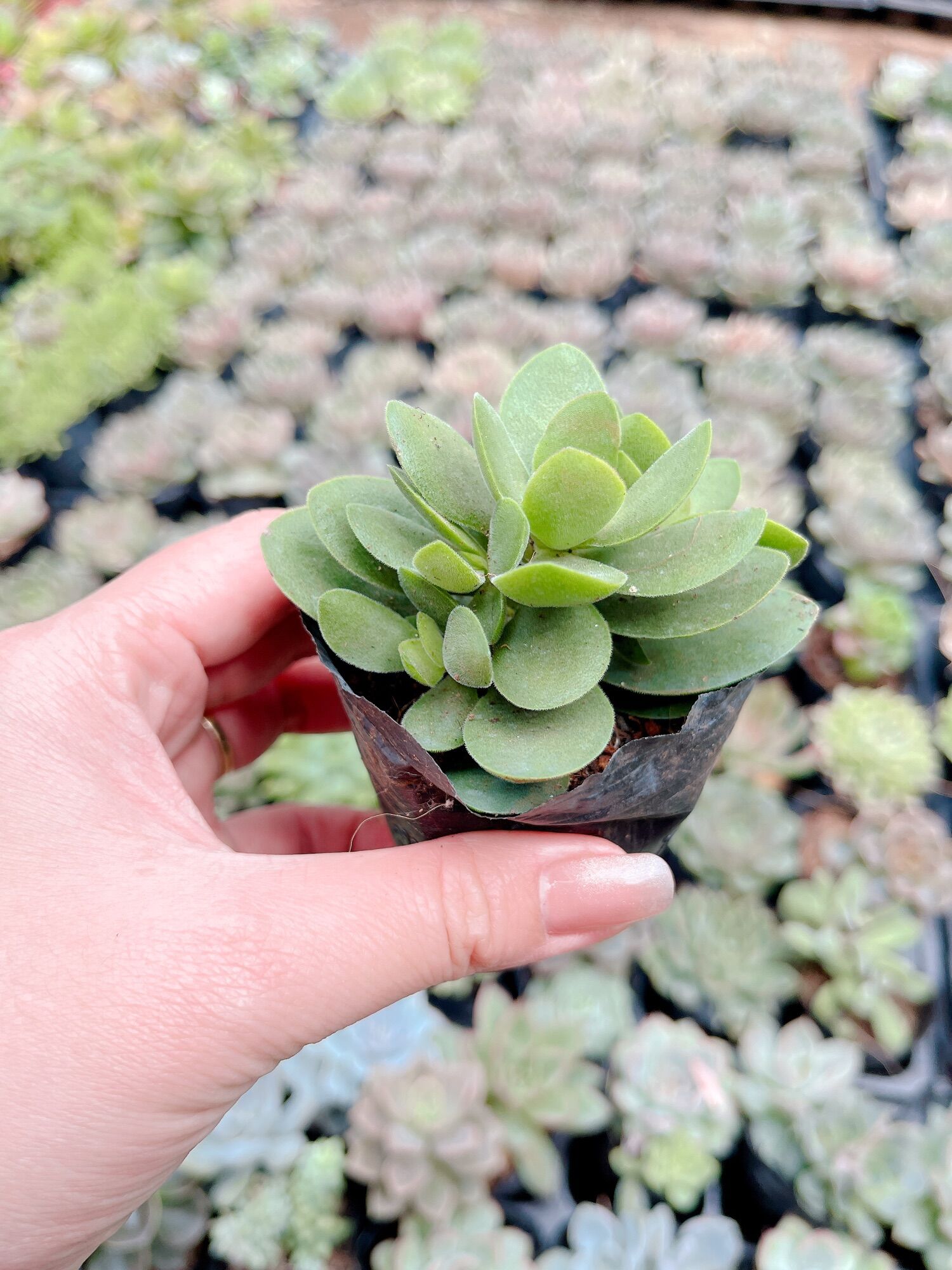 Sen đá bướm xanh size bầu