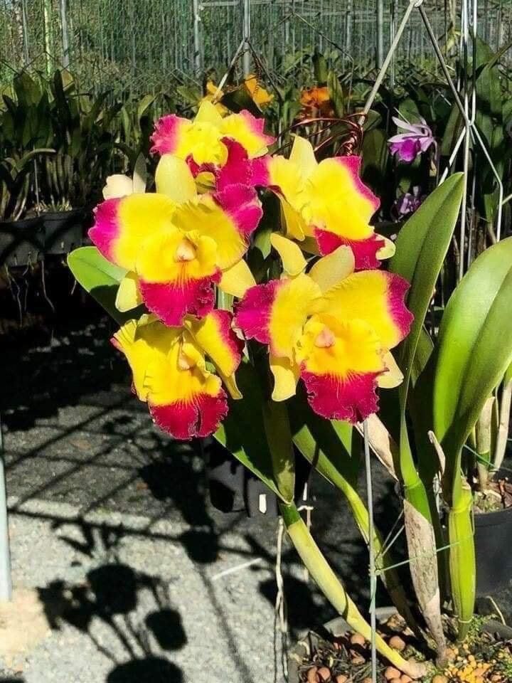 Hoa lan Đại cát