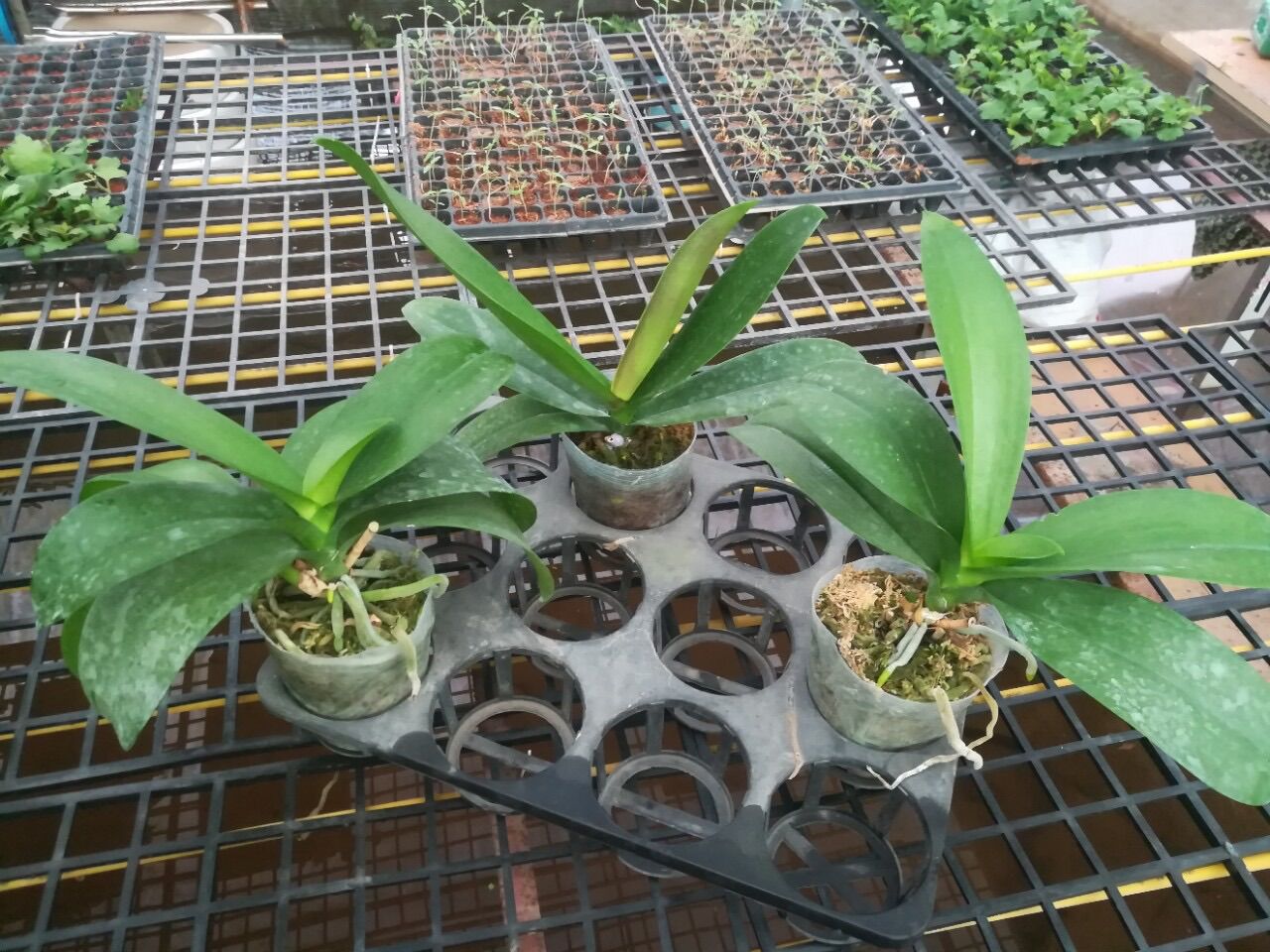 Lan hồ điệp hoa đại cho hoa vào tết 2024