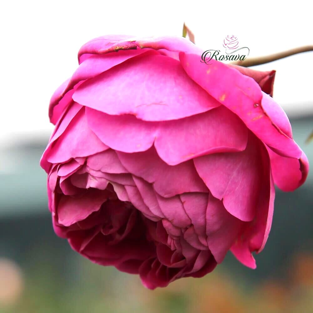 Hoa hồng Eve Fragrant Gar rose - hoa thơm, hồng leo