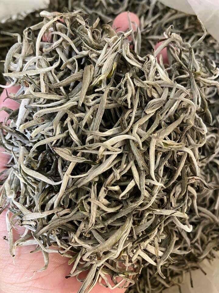 Bạch trà cổ thụ