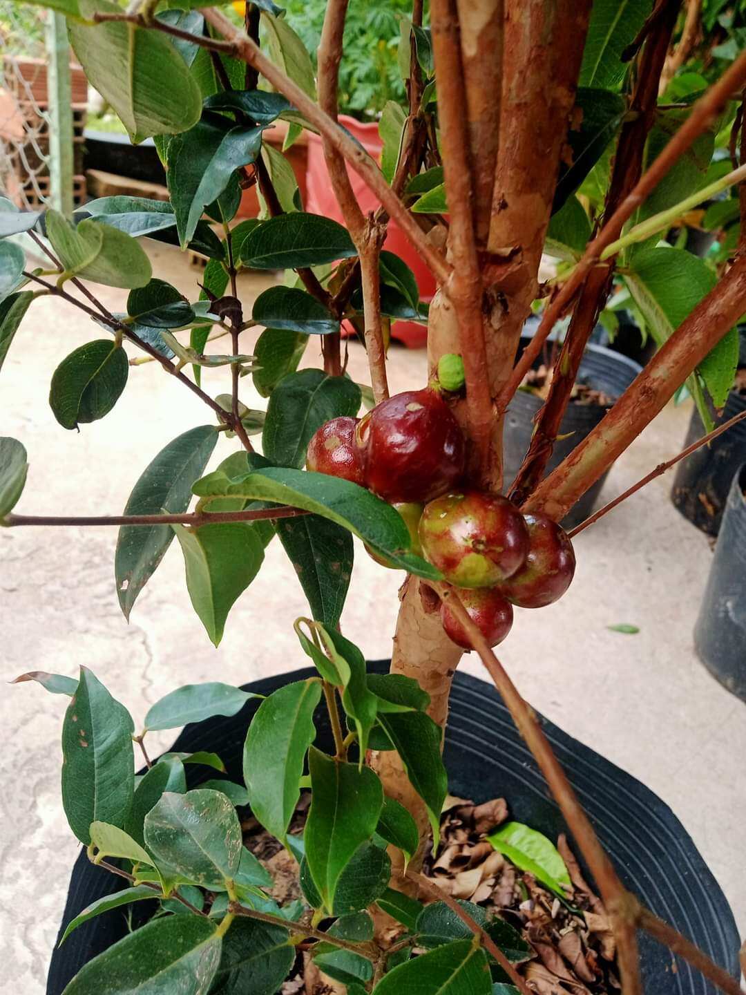 Cây 🌲 Nhỏ Thân Gỗ tứ quý đang trái