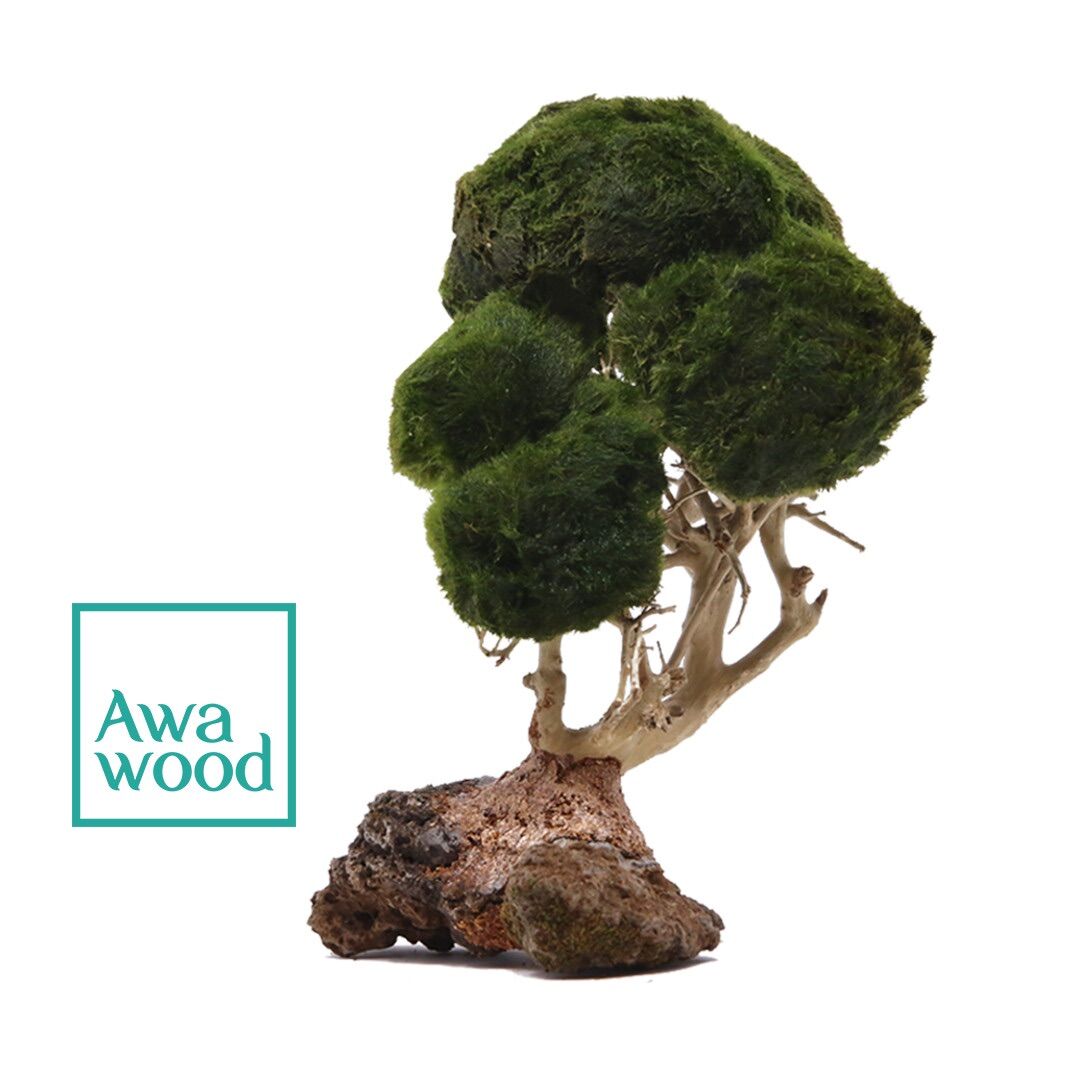 Lũa bonsai tự nhiên cao 10cm