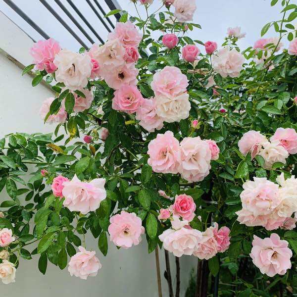 Combo 5 gốc hoa hồng Leo đổi màu - lặp hoa quanh năm