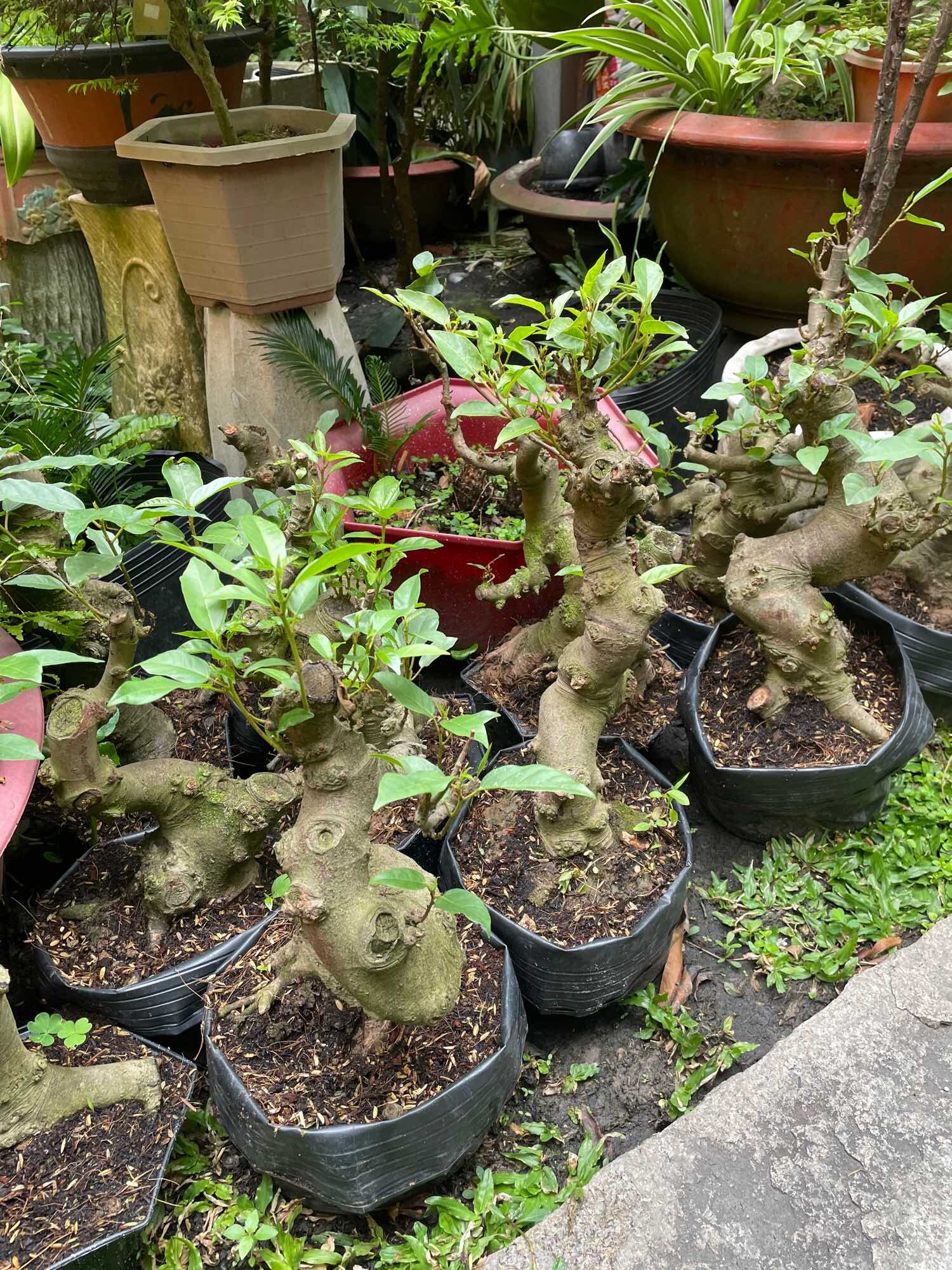 [HCM]Sung mini bonsai