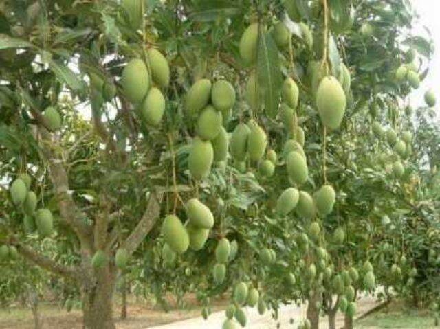 cây xoài tứ quý cao từ 100cm