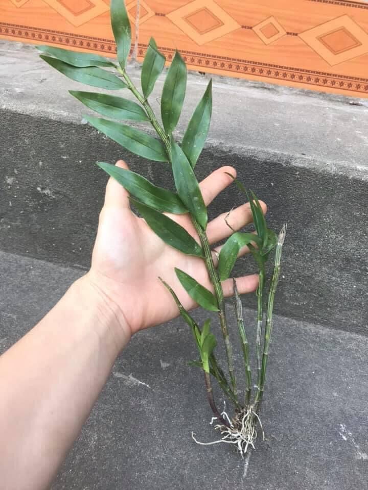 Hoa Lan hoàng thảo lụa