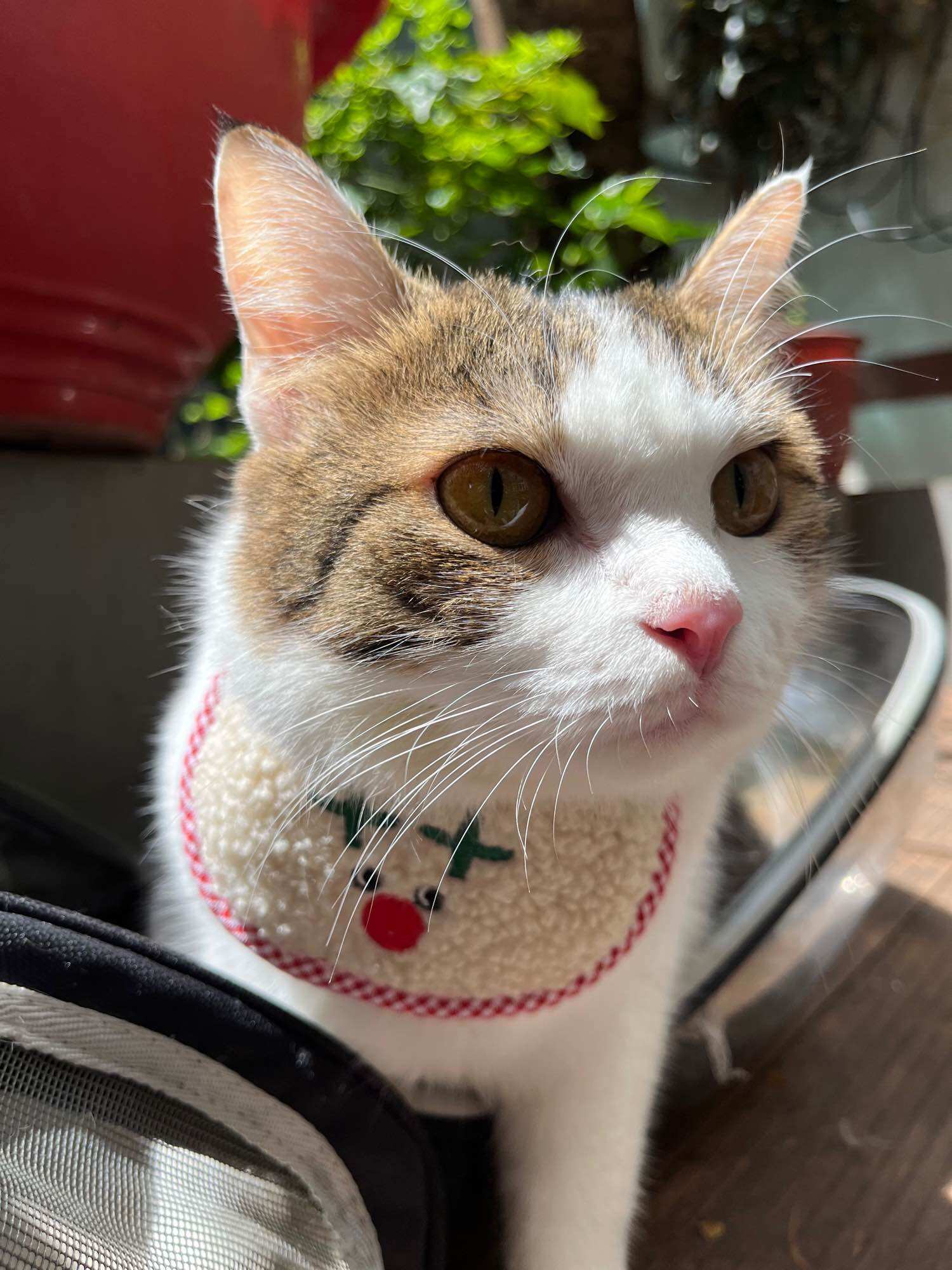 ✨✨ Yếm đeo cổ cho chó mèo cute ✨✨