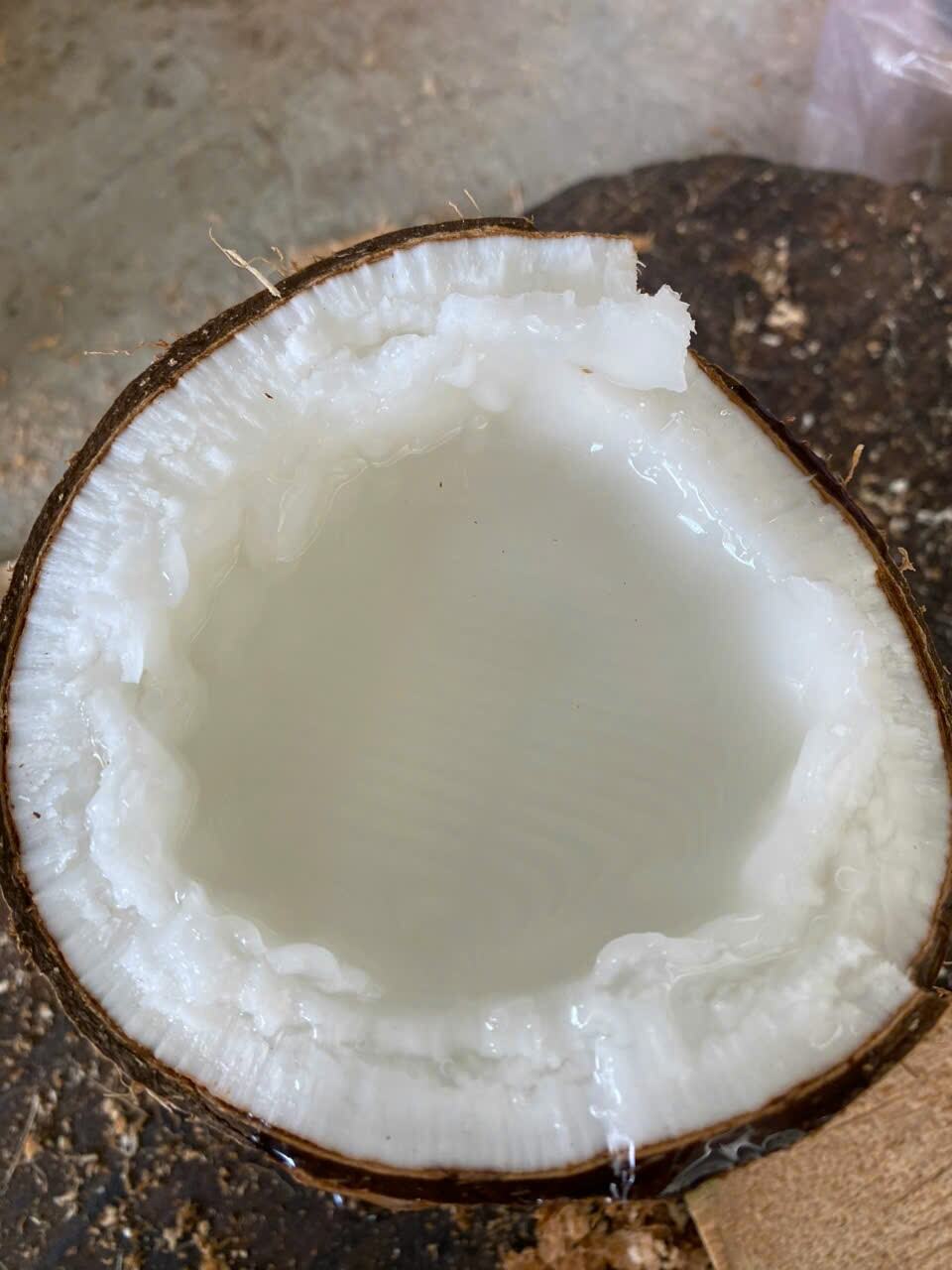 Dừa sáp/dừa đặc ruột/dừa kem/makapuno loại sáp dẻo sệt cơm dày 3