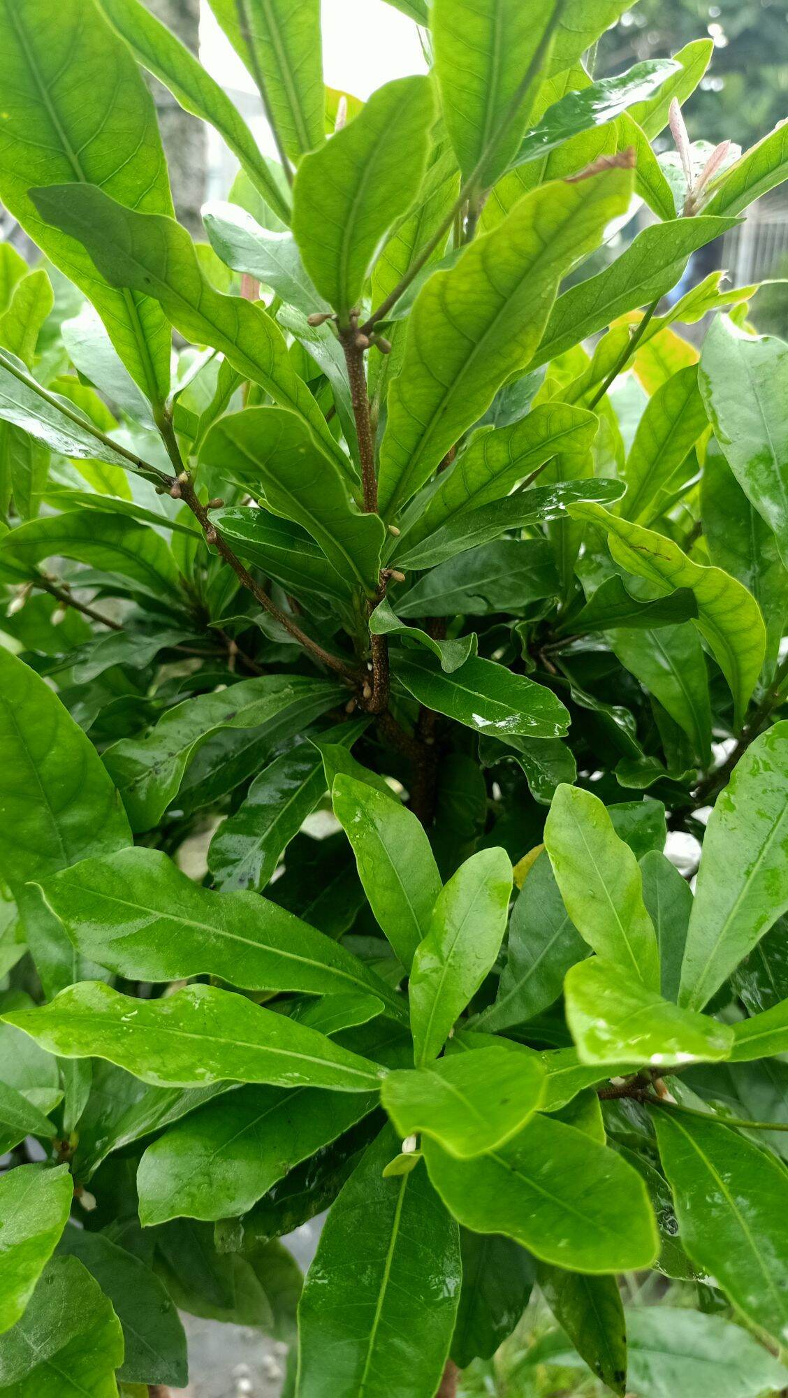 Cây Thần kỳ đang có hoa
