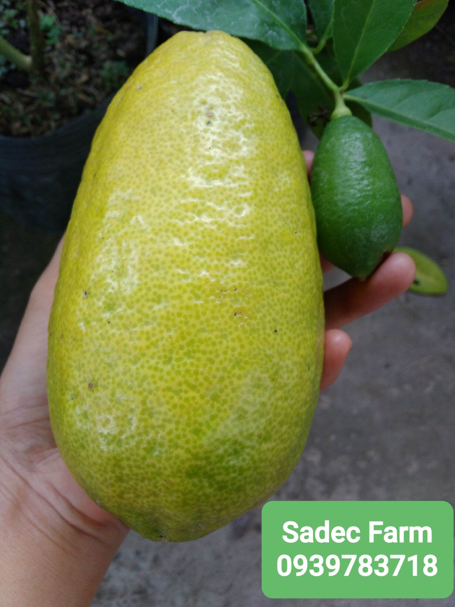 Chanh Mỹ trái dài không hạt(cây giống chiết cành,cây nguyên bản)