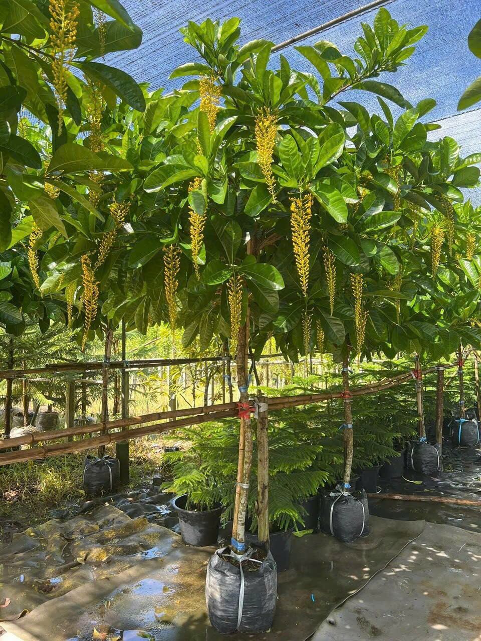 Cây Lộc Vừng Vàng Thái