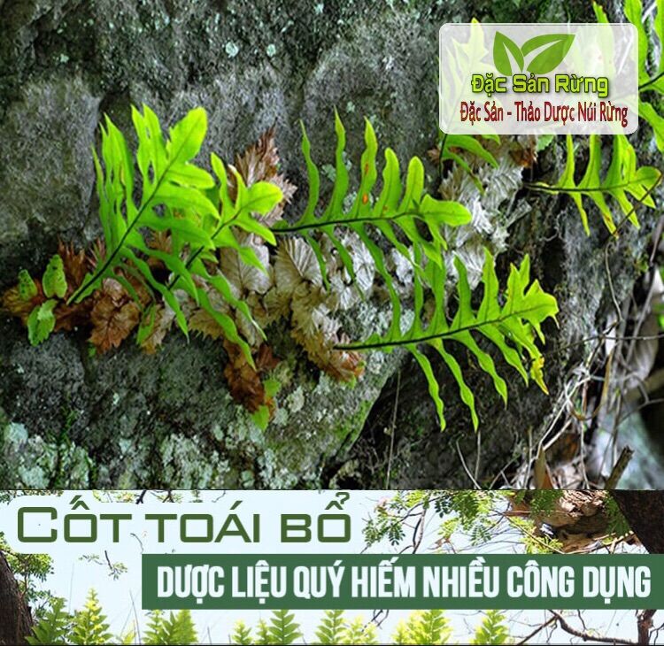 [ 100gr ] Cốt Toái Bổ ( củ Tắc Kè Đá ) Khô Thơm - Vàng Đẹp
