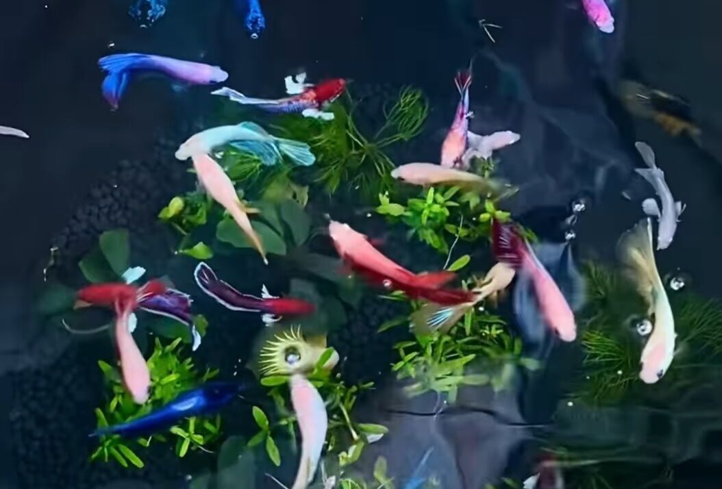 99k/20 bé betta thủy sinh