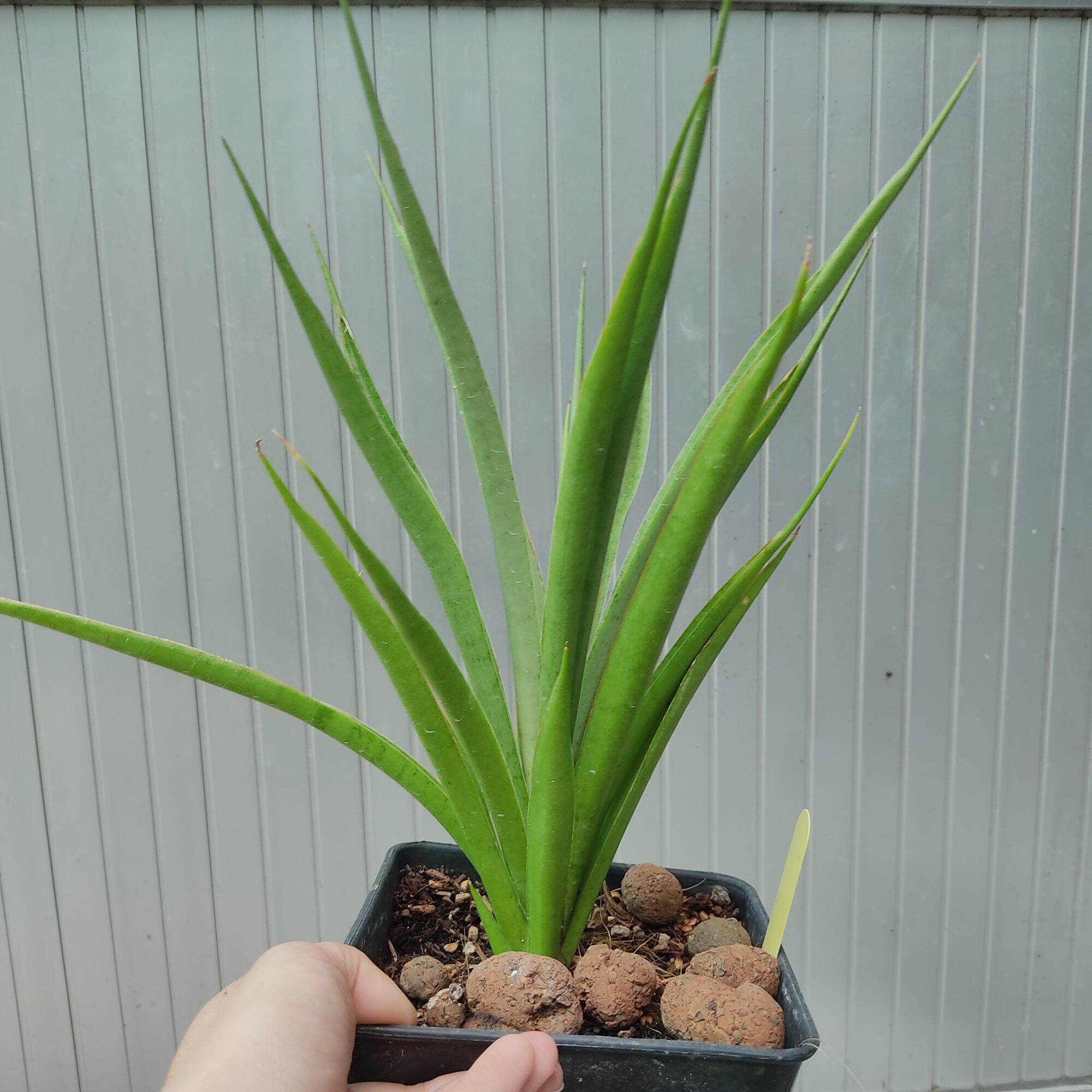 Cây lưỡi hổ lai - Sansevieria Fufu