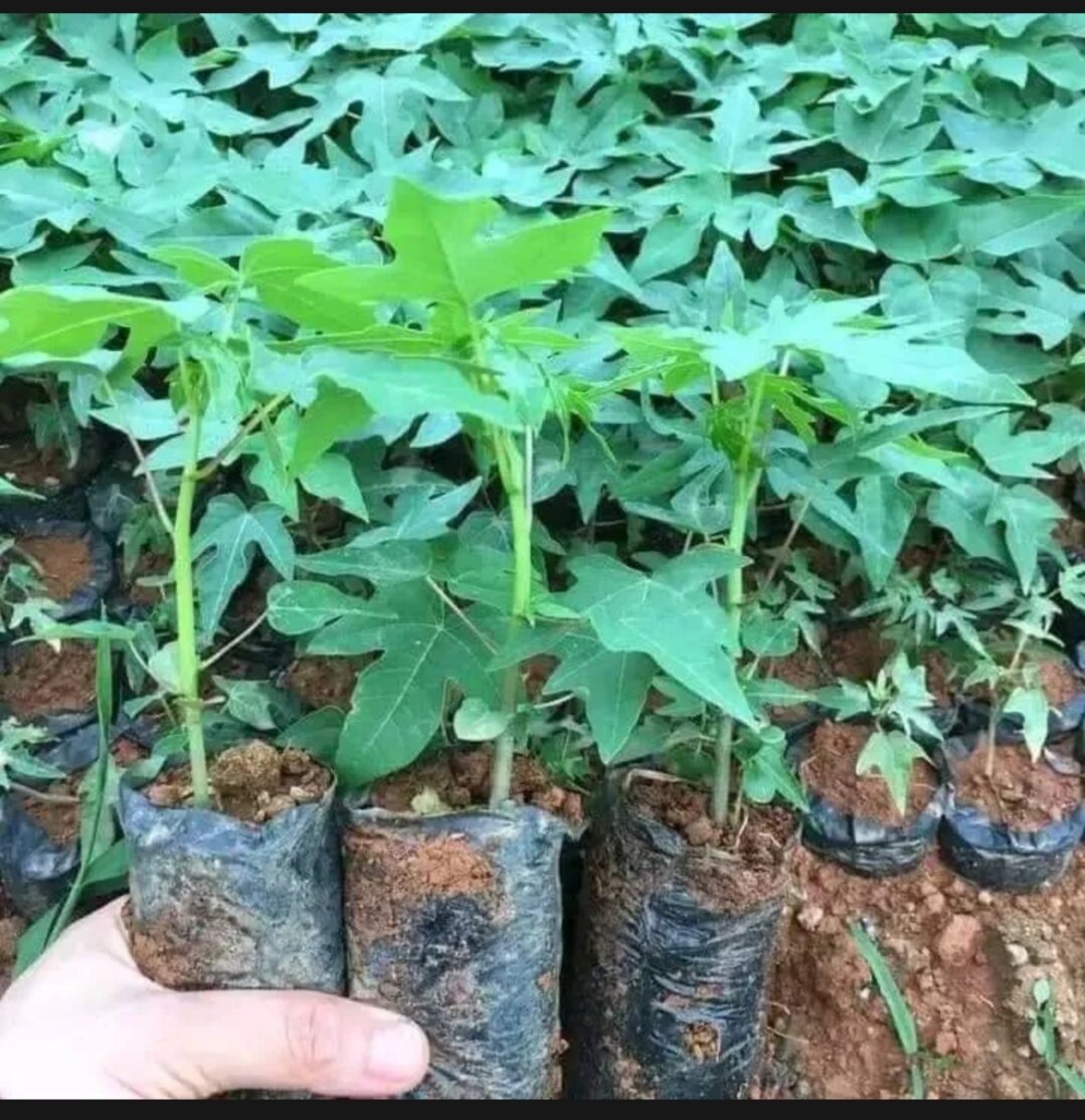 Cây đu đủ đực siêu hoa- 20 cây