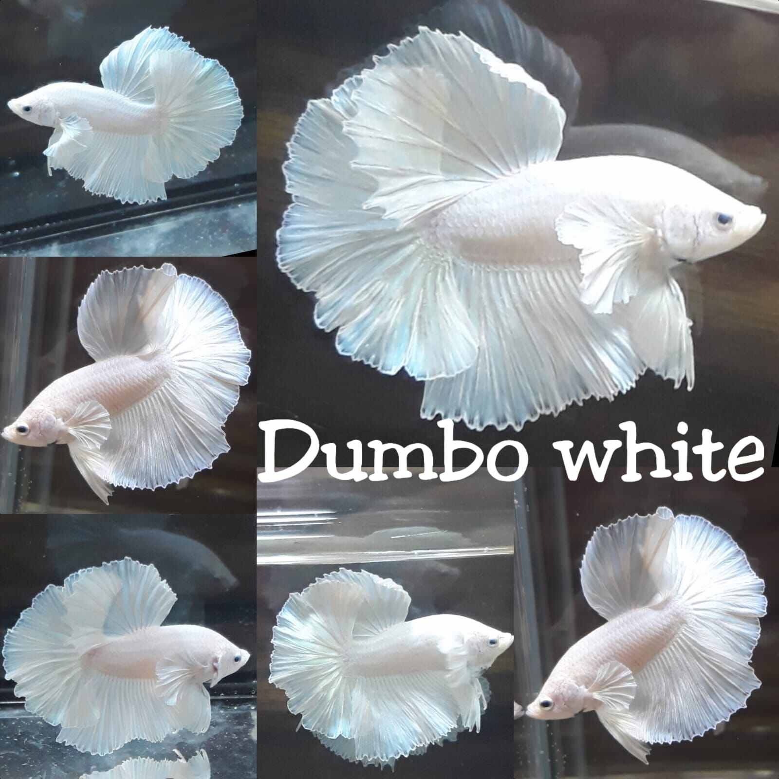 Betta Dumbo Halfmoon White Màu Trắng Ngọc Trinh Thích Hợp Thả Hồ Thủy Sinh,Hòn Non Bộ,Hồ Cá Để Bàn