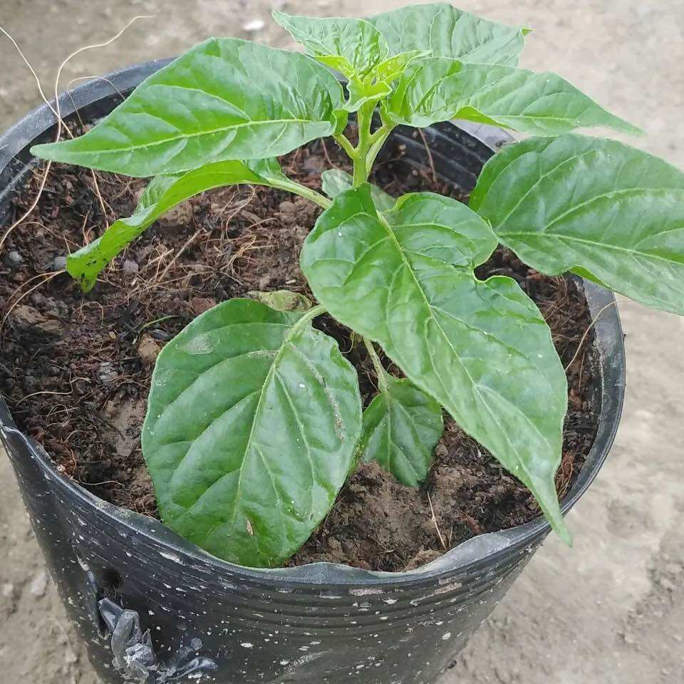 Cây giống Ớt Trái tim