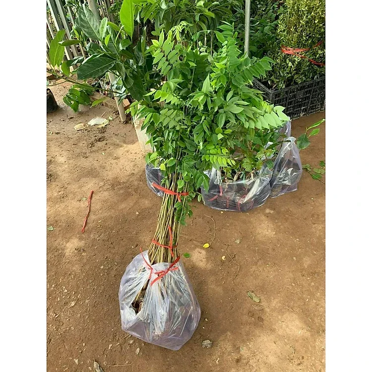 COMBO mua 5 cây sưa tặng 1cây. cao 60-100cm