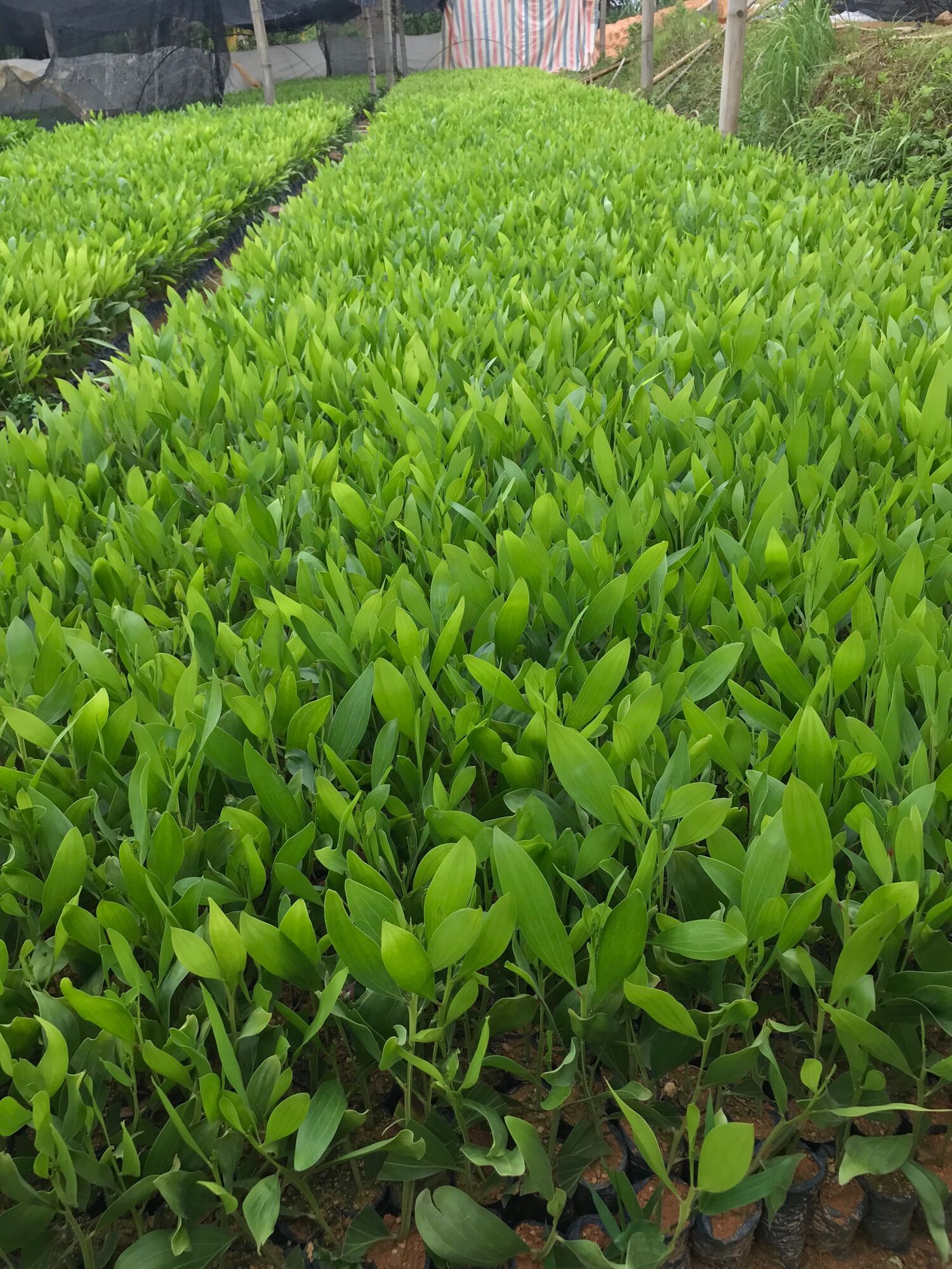 10 cây giống keo lá tràm