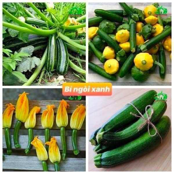 Hạt Giống Bí Ngòi Quả Xanh