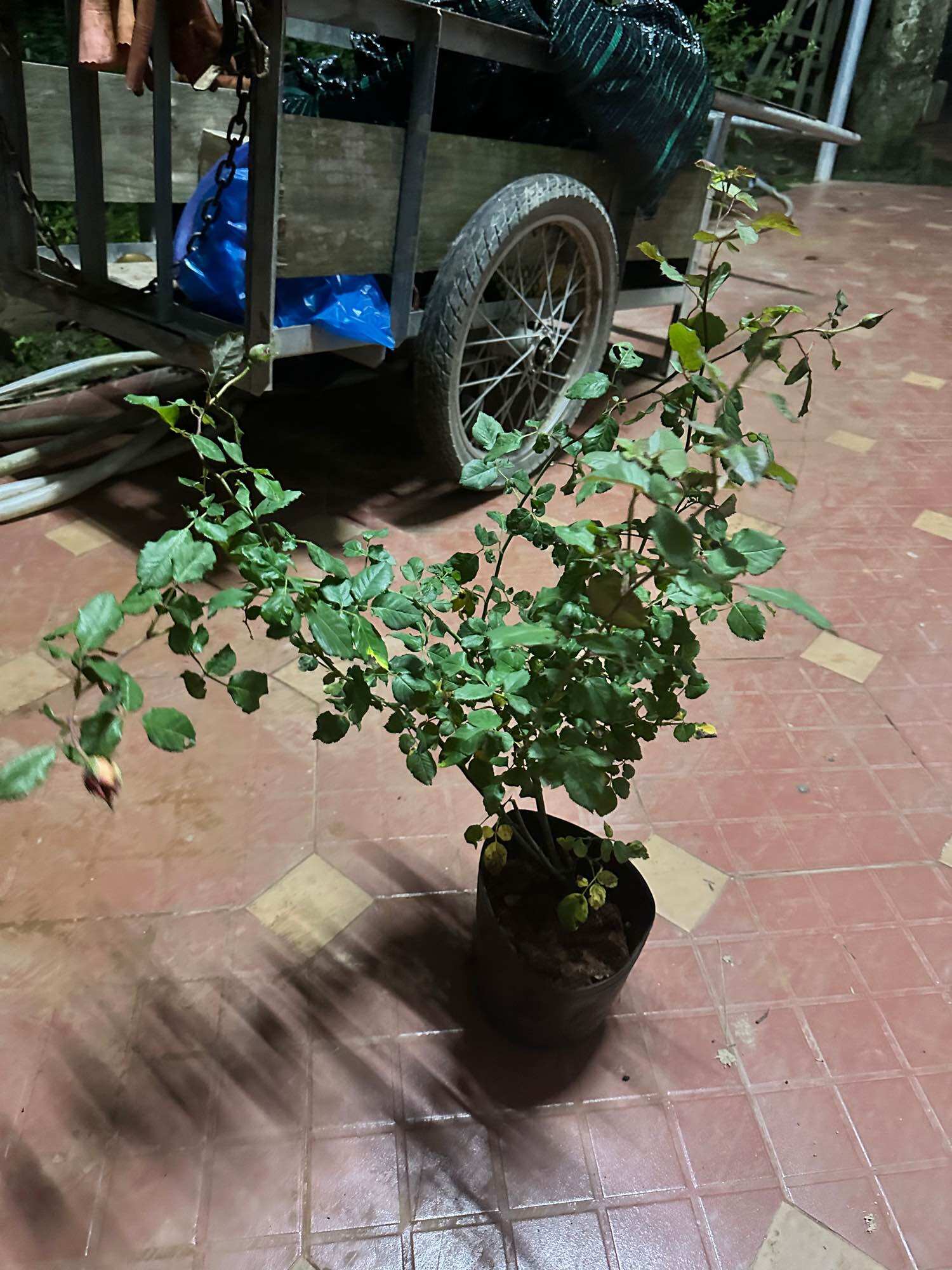 Hoa hồng bán leo Docteurs Massad Rose