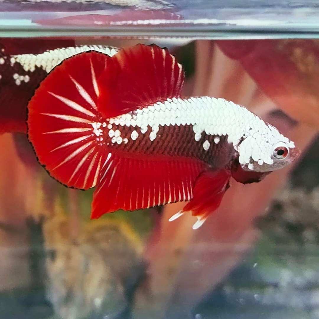 ( cá thủy sinh ) 5 bé betta samurai red siêu đẹp