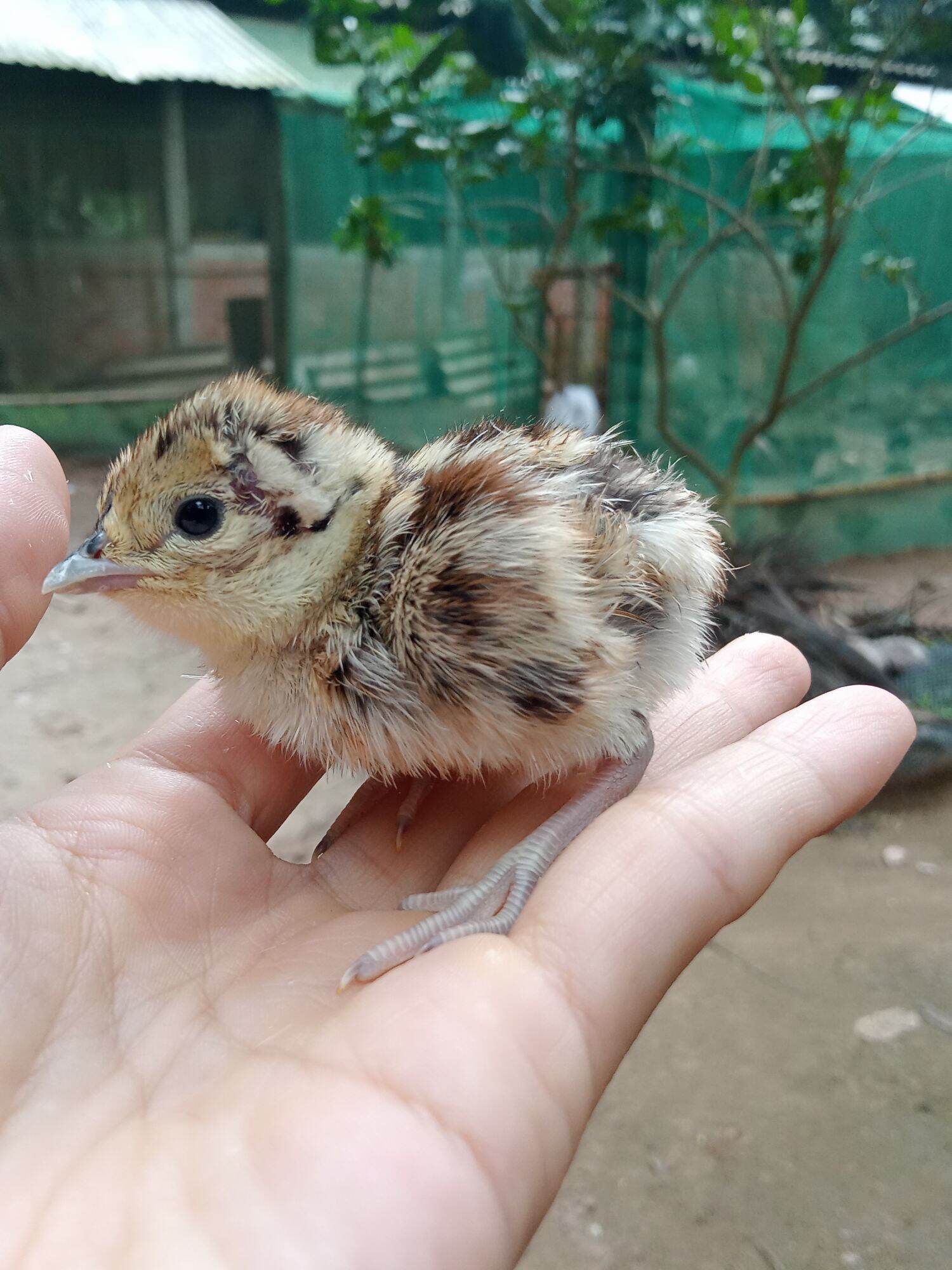 5 trứng chim trĩ về  ăn