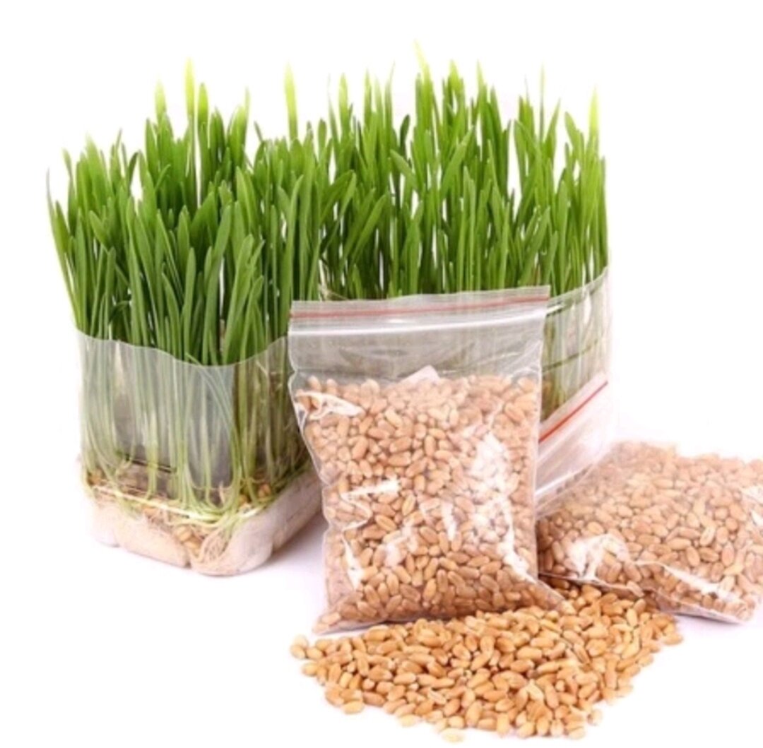 Hạt giống cỏ mèo ăn tiêu búi lông