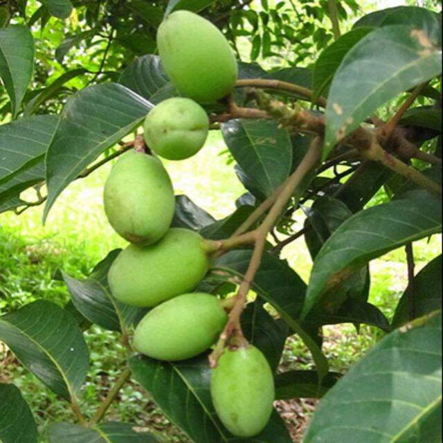cây cà na thái cao 100cm. cây to, đẹp.