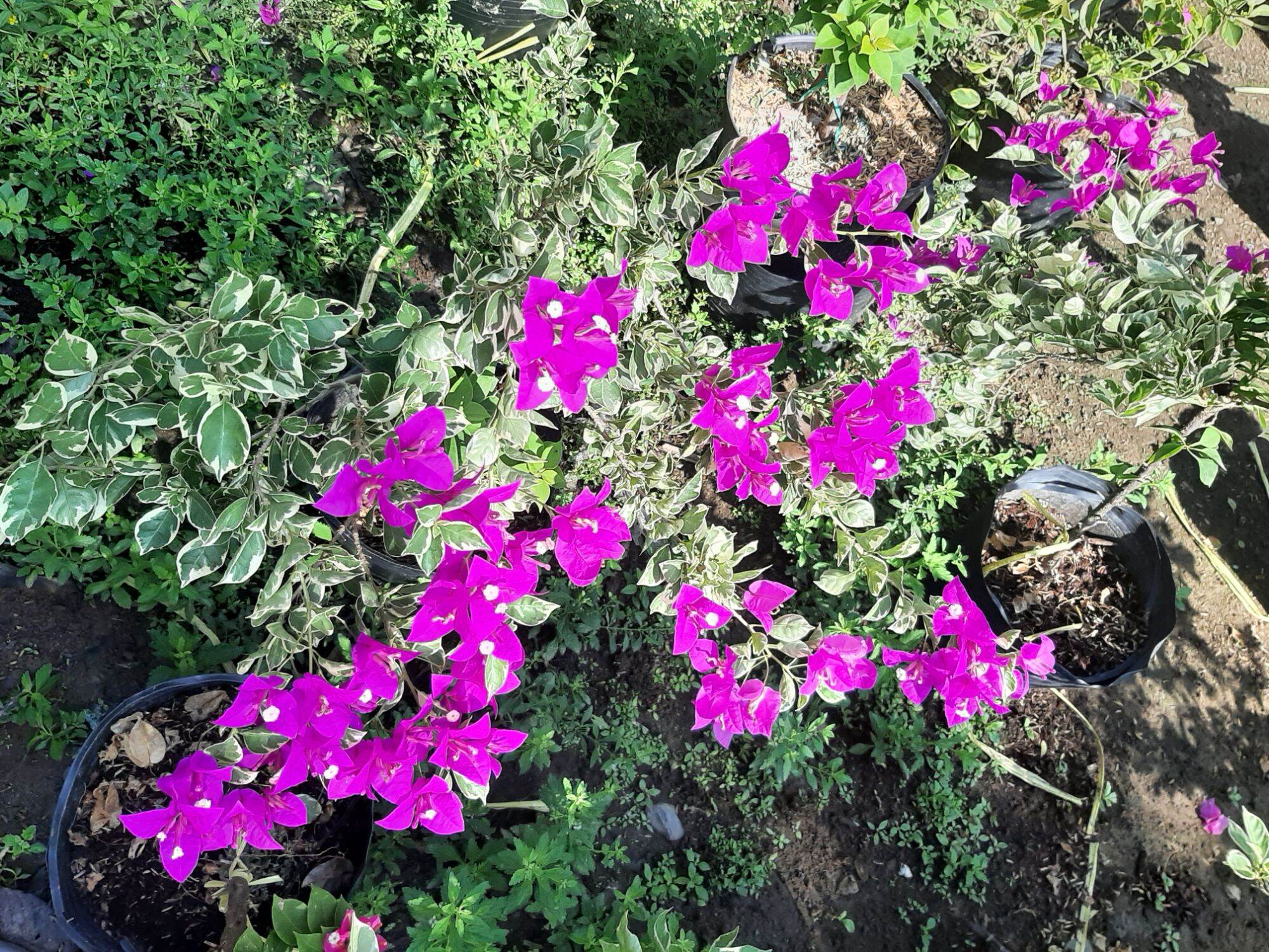 _ Bong Garden_ Cây ghép Cẩm Thạch Tím lá nhỏ_ Cây ghép gốc giấy mỹ, cao 40 50cm chậu 9 lớn, hàng nhiều nhánh về lấy phôi ghép bao nhiều