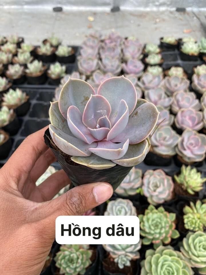 Sen đá hồng dâu size bầu 3-5cm xuất vườn đà Lạt