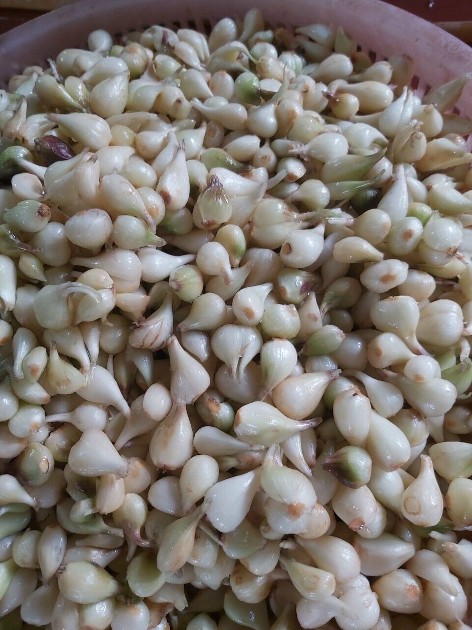 Củ Kiệu Tươi Ngâm Mắc Mật Tây Bắc