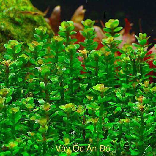 CÂY THỦY SINH VẢY ỐC ẤN ĐỘ-40k/12NGỌN