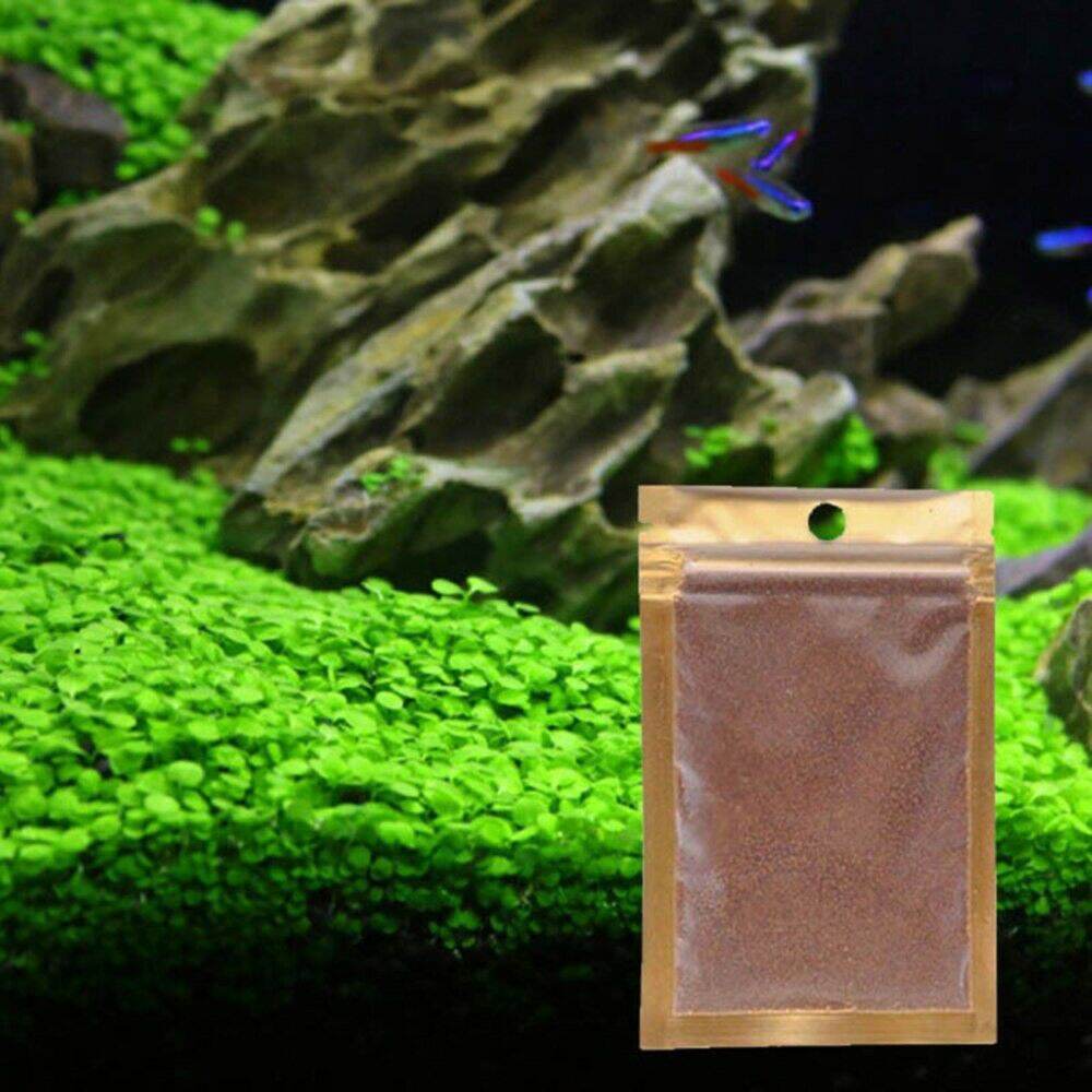 Hạt giống thủy sinh trân châu lá nhỏ