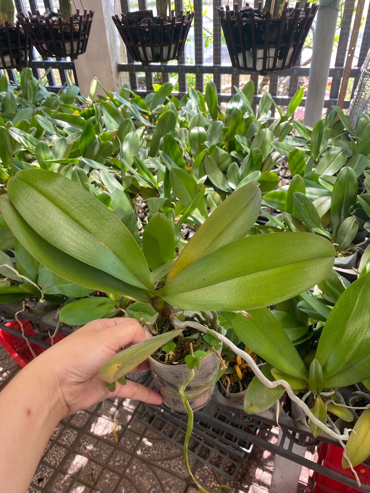 Lan hồ điệp nhiều màu - chậu 2.5 - giao màu ngẫu nhiên