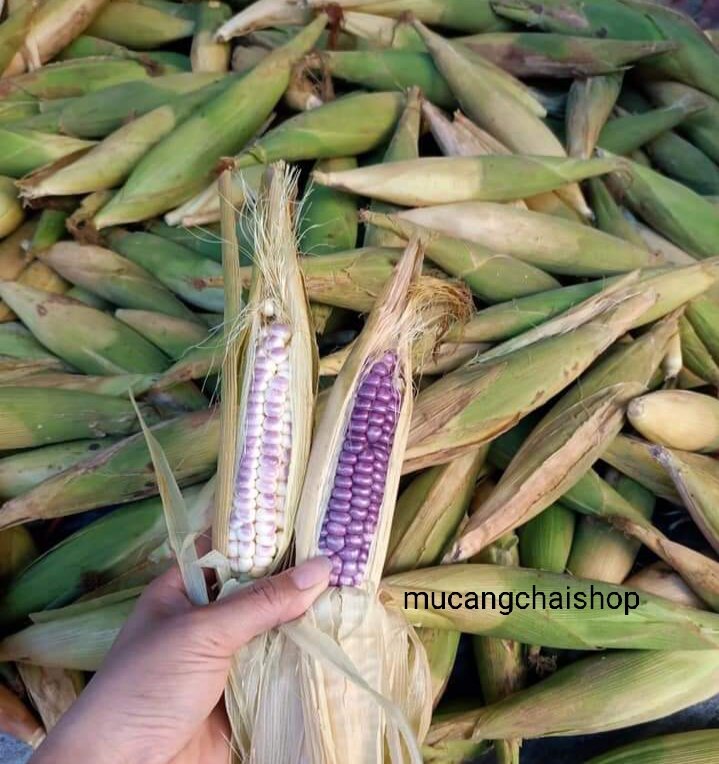 Hạt giống ngô, bắp nếp tím túi 100g (100-150 hạt)