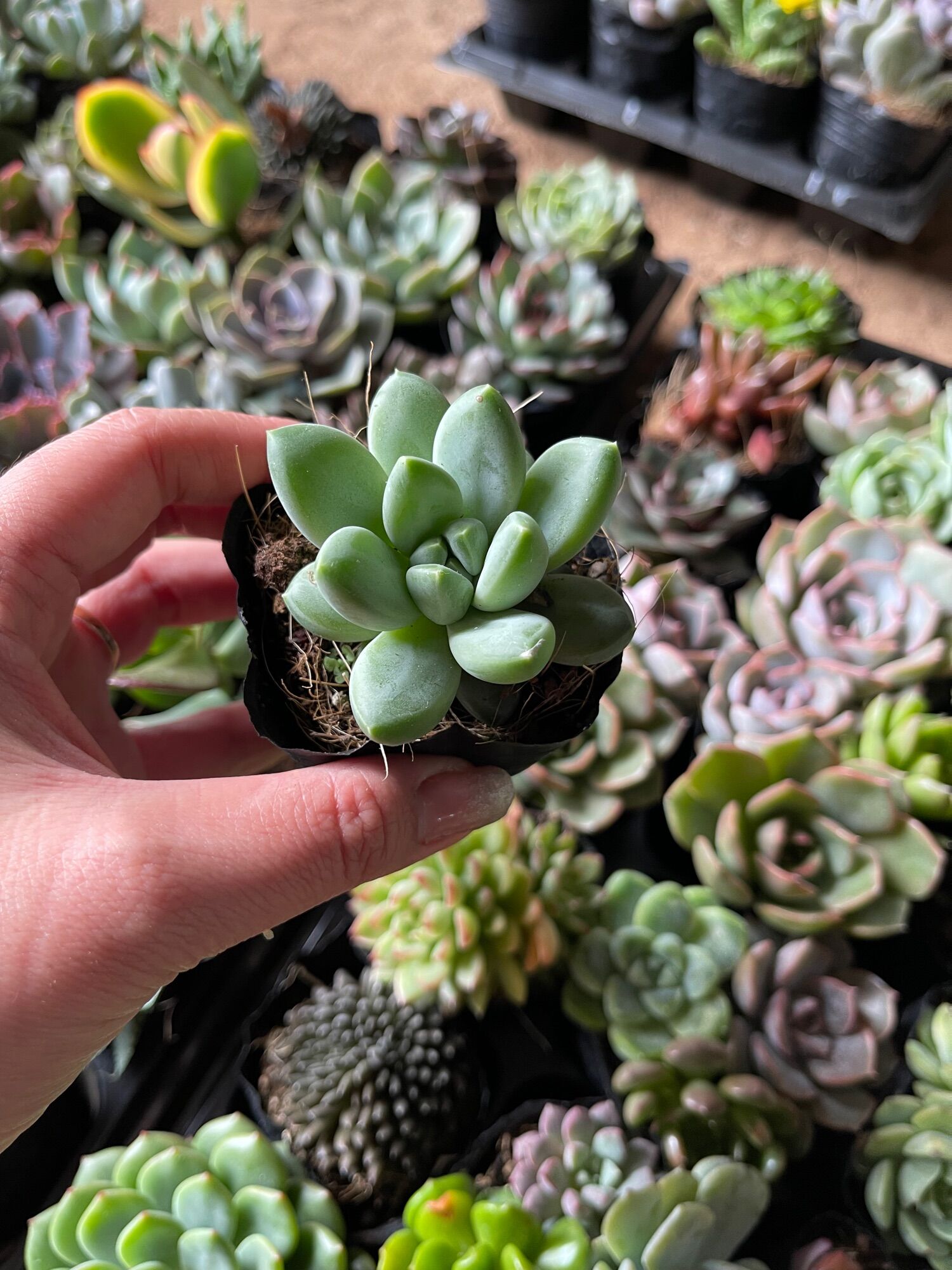 10 cây sen bầu size 3-5 cm xuất vườn đà lạt