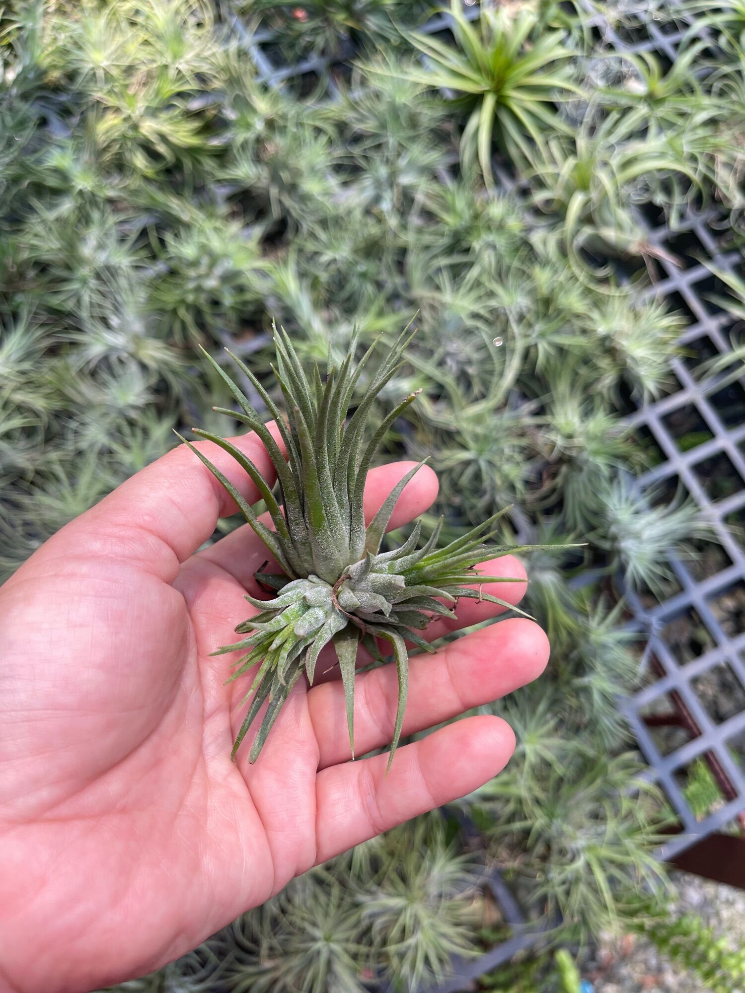 Cây không khí thạch thảo (tillandsia)